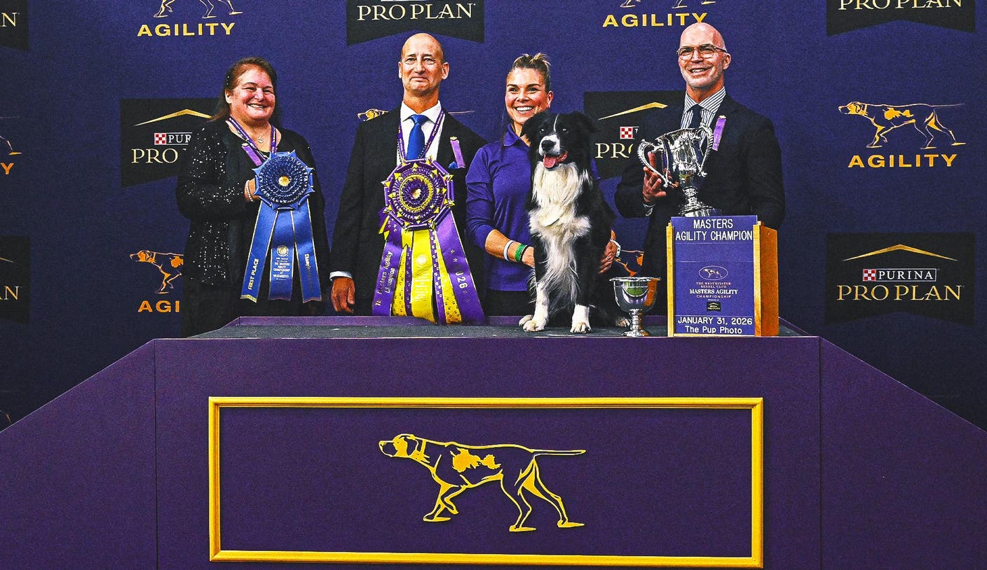 BOB体育官网：Prove-It 边境牧羊犬蝉联 WKC 大师敏捷锦标赛冠军 | BOB体育平台